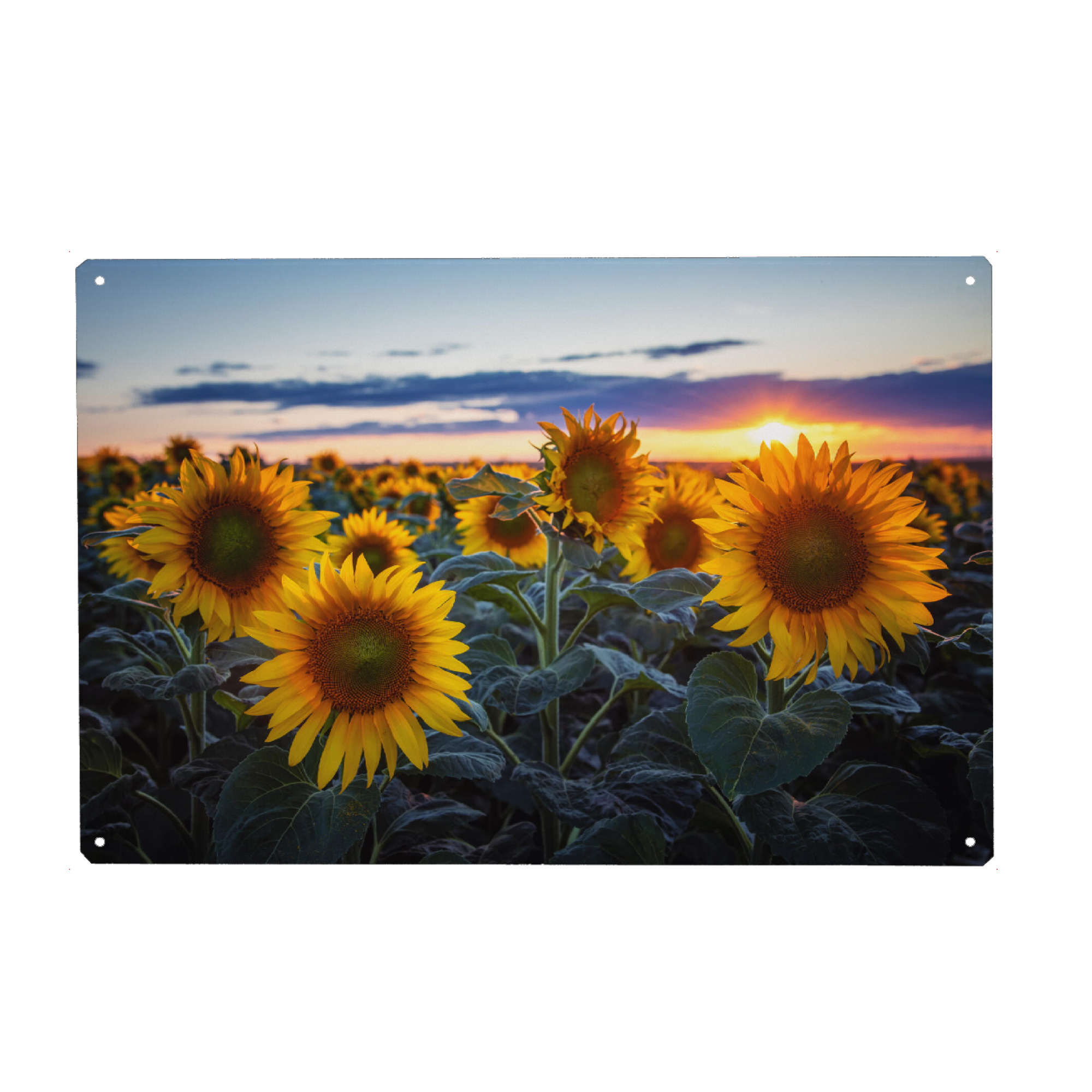 Metall Poster "Ein Sommer mit Sonnenblumen" artboxONE - Floral