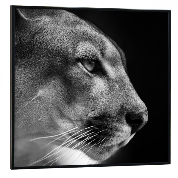 Poster mit schwarzem Rahmen 30x30 cm "Berglöwe" artboxONE - Tiere - Puma,Löwe,Berglöwe,Porträt,Gesicht,Raubkatze,Großkatze