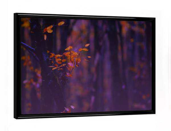 Poster mit schwarzem Rahmen "Wälder im Herbst" artboxONE - Natur