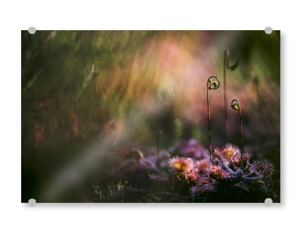 Acrylglasbild "Geheimnisvoll" artboxONE - Natur,Floral - Sonnentau,Gras,Moor,Licht,Frühmorgens,Natur,Nature,Blumen,Flowers