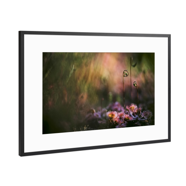 Poster mit Rahmen Schwarz (Metallic) "Geheimnisvoll" artboxONE - Natur,Floral - Sonnentau,Gras,Moor,Licht,Frühmorgens,Natur,Nature,Blumen,Flowers