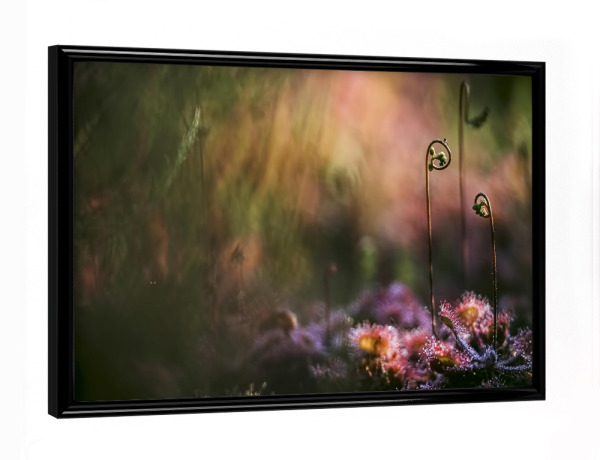 Poster mit schwarzem Rahmen "Geheimnisvoll" artboxONE - Natur,Floral - Sonnentau,Gras,Moor,Licht,Frühmorgens,Natur,Nature,Blumen,Flowers