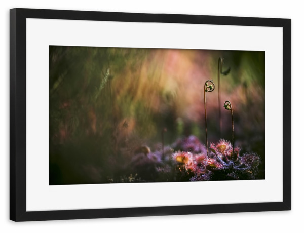 Poster mit Rahmen schwarz "Geheimnisvoll" artboxONE - Natur,Floral - Sonnentau,Gras,Moor,Licht,Frühmorgens,Natur,Nature,Blumen,Flowers