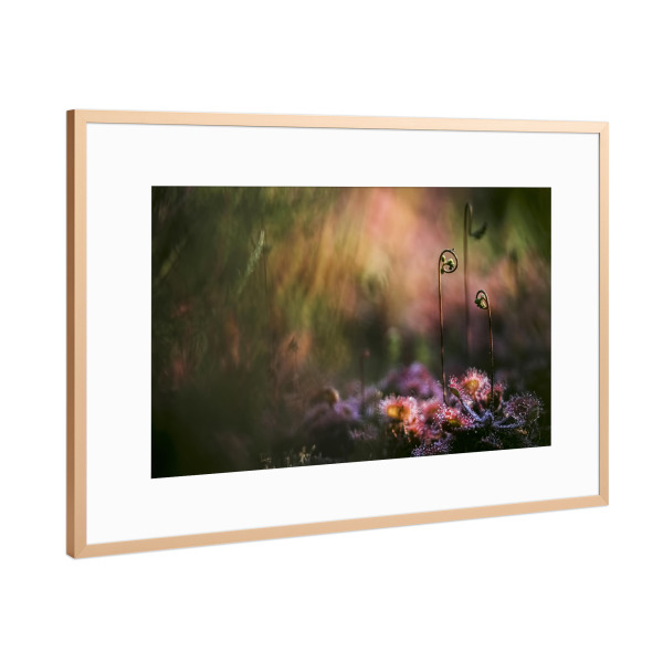 Poster mit Rahmen Kupfer "Geheimnisvoll" artboxONE - Natur,Floral - Sonnentau,Gras,Moor,Licht,Frühmorgens,Natur,Nature,Blumen,Flowers