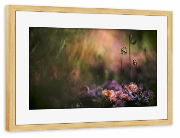 Poster mit Rahmen kiefer "Geheimnisvoll" artboxONE - Natur,Floral - Sonnentau,Gras,Moor,Licht,Frühmorgens,Natur,Nature,Blumen,Flowers