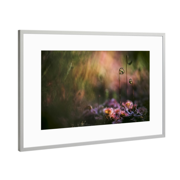 Poster mit Rahmen Silber "Geheimnisvoll" artboxONE - Natur,Floral - Sonnentau,Gras,Moor,Licht,Frühmorgens,Natur,Nature,Blumen,Flowers