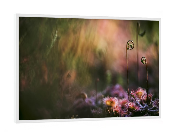 Poster mit weißem Rahmen "Geheimnisvoll" artboxONE - Natur,Floral - Sonnentau,Gras,Moor,Licht,Frühmorgens,Natur,Nature,Blumen,Flowers