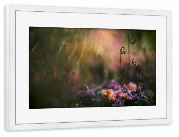 Poster mit Rahmen weiß "Geheimnisvoll" artboxONE - Natur,Floral - Sonnentau,Gras,Moor,Licht,Frühmorgens,Natur,Nature,Blumen,Flowers