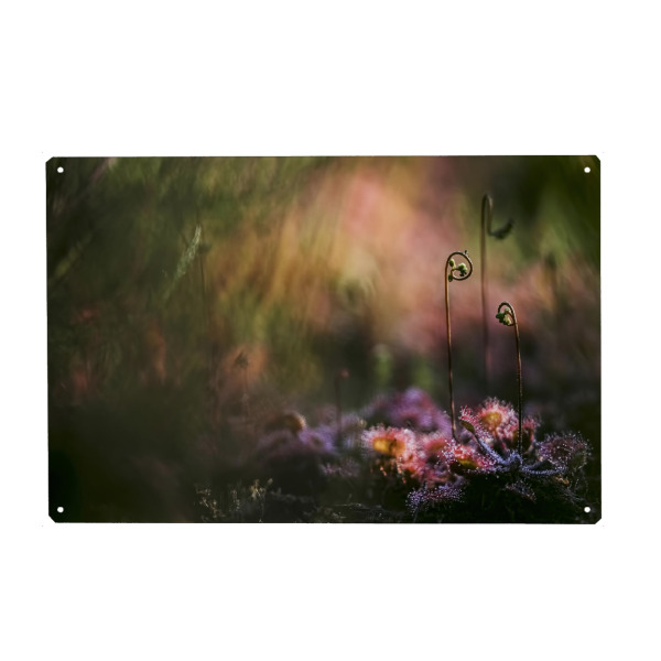 Metall Poster "Geheimnisvoll" artboxONE - Natur,Floral - Sonnentau,Gras,Moor,Licht,Frühmorgens,Natur,Nature,Blumen,Flowers - Blechschild