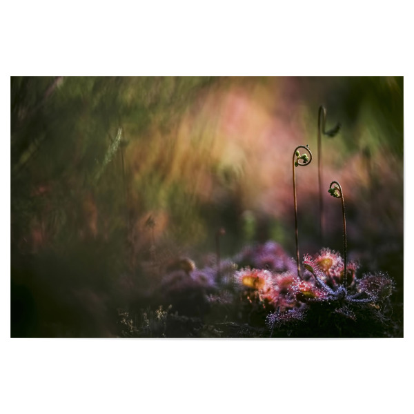 Poster "Geheimnisvoll" artboxONE - Natur,Floral - Sonnentau,Gras,Moor,Licht,Frühmorgens,Natur,Nature,Blumen,Flowers