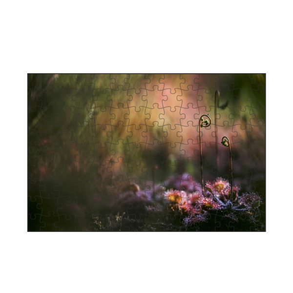 artboxONE Puzzle "Geheimnisvoll" artboxONE - Natur,Floral - Sonnentau,Gras,Moor,Licht,Frühmorgens,Natur,Nature,Blumen,Flowers - Bild sonnentau