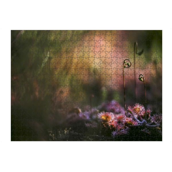 Puzzle Ravensburger "Geheimnisvoll" artboxONE - Natur,Floral - Sonnentau,Gras,Moor,Licht,Frühmorgens,Natur,Nature,Blumen,Flowers - Bild sonnentau