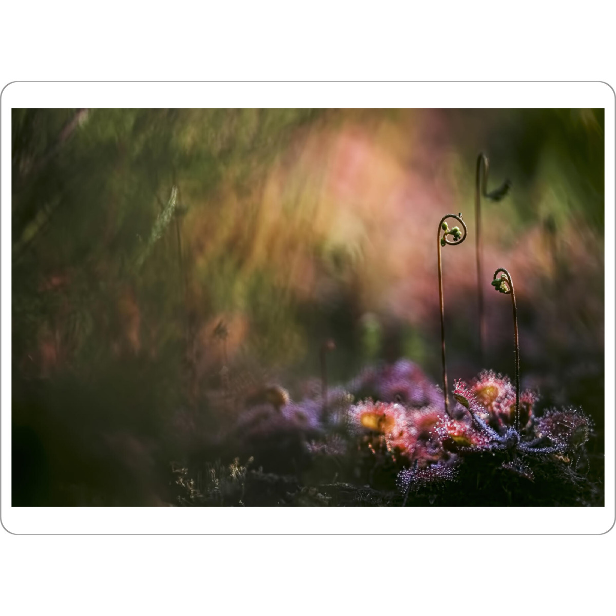 Tischset "Geheimnisvoll" artboxONE - Natur,Floral - Sonnentau,Gras,Moor,Licht,Frühmorgens,Natur,Nature,Blumen,Flowers - Bild sonnentau