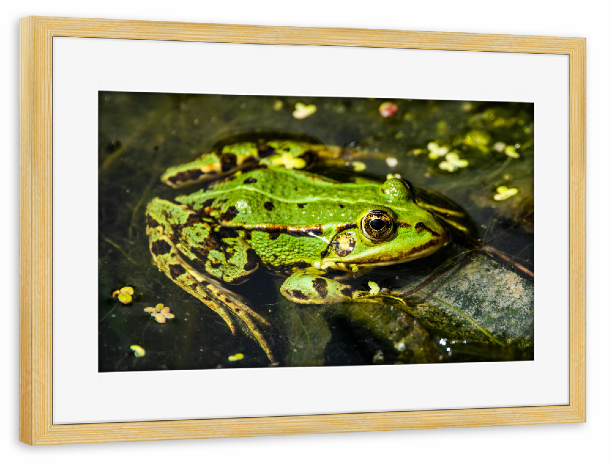 Poster mit Rahmen kiefer "Teichfrosch" artboxONE - Natur,Tiere,Unterwasser - Frosch,Teich,Teichfrosch,Wasser,See,Grün,Green,Tier,Frog,Animal