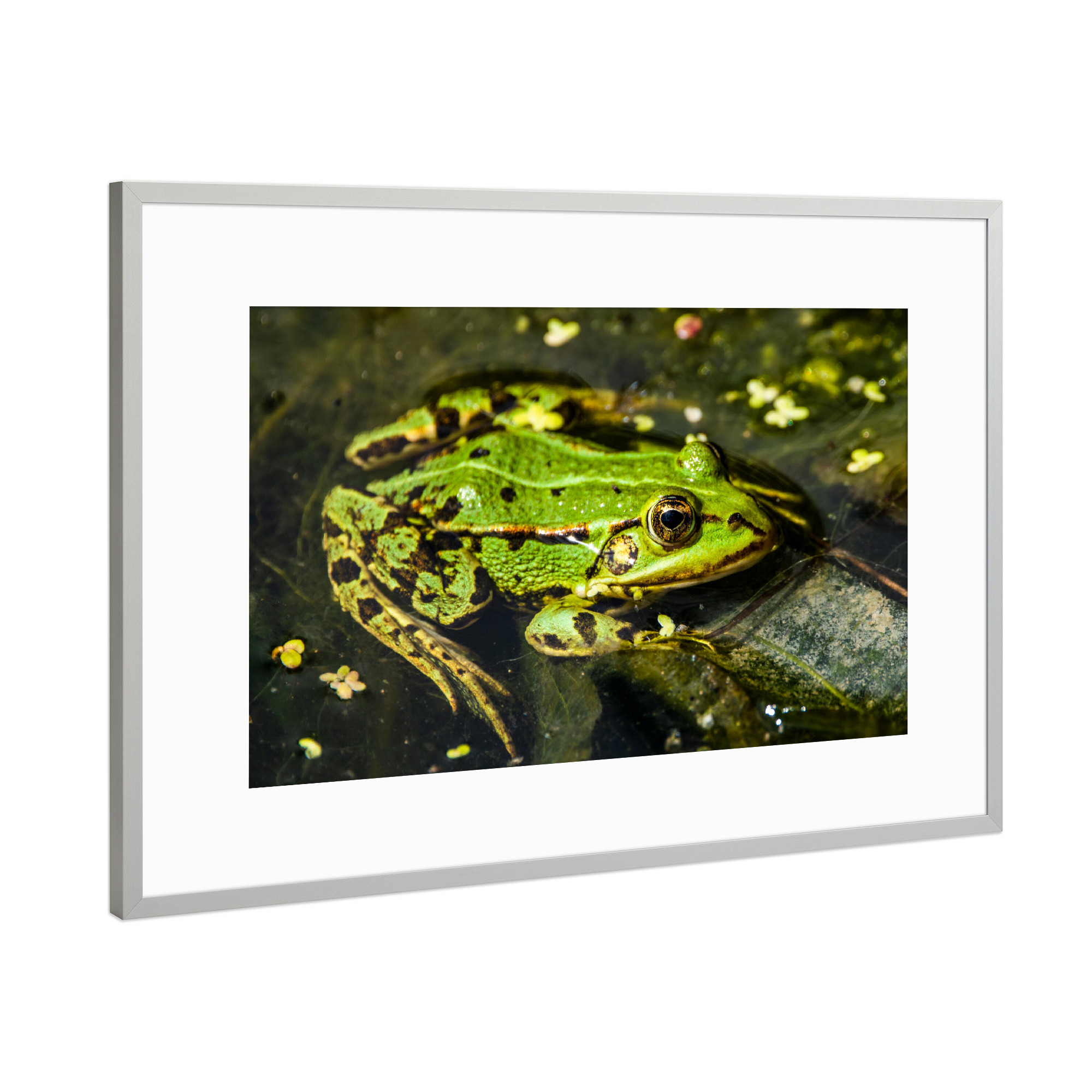 Poster mit Rahmen Silber "Teichfrosch" artboxONE - Natur,Tiere,Unterwasser - Frosch,Teich,Teichfrosch,Wasser,See,Grün,Green,Tier,Frog,Animal