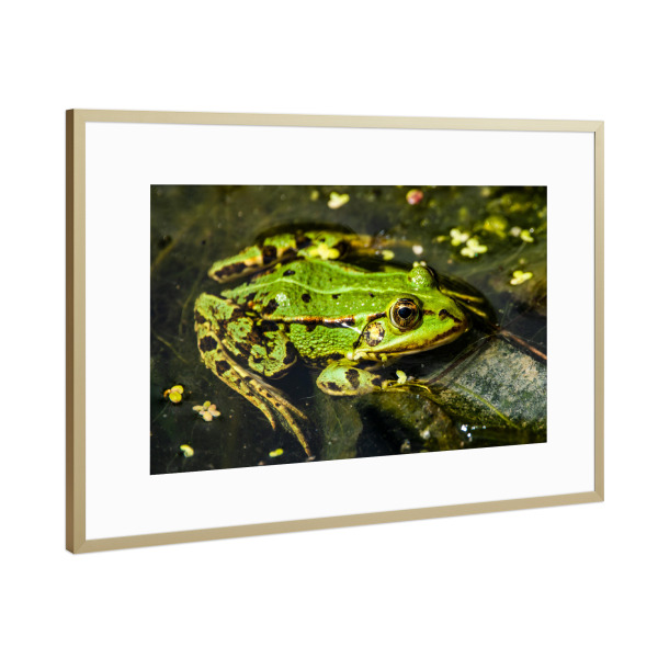 Poster mit Rahmen Gold "Teichfrosch" artboxONE - Natur,Tiere,Unterwasser - Frosch,Teich,Teichfrosch,Wasser,See,Grün,Green,Tier,Frog,Animal