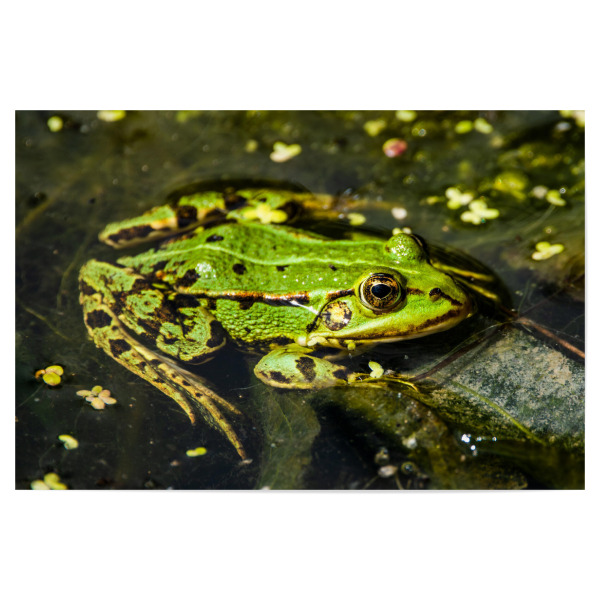 Poster "Teichfrosch" artboxONE - Natur,Tiere,Unterwasser - Frosch,Teich,Teichfrosch,Wasser,See,Grün,Green,Tier,Frog,Animal