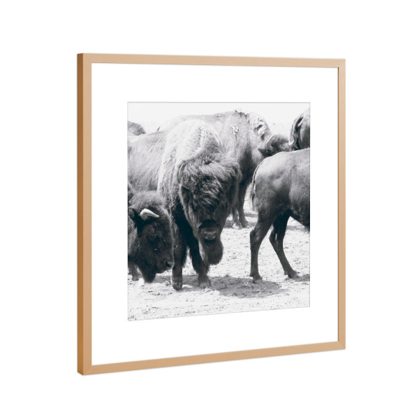 Poster mit Rahmen Kupfer "Bisons Black and White" artboxONE - Natur,Tiere
