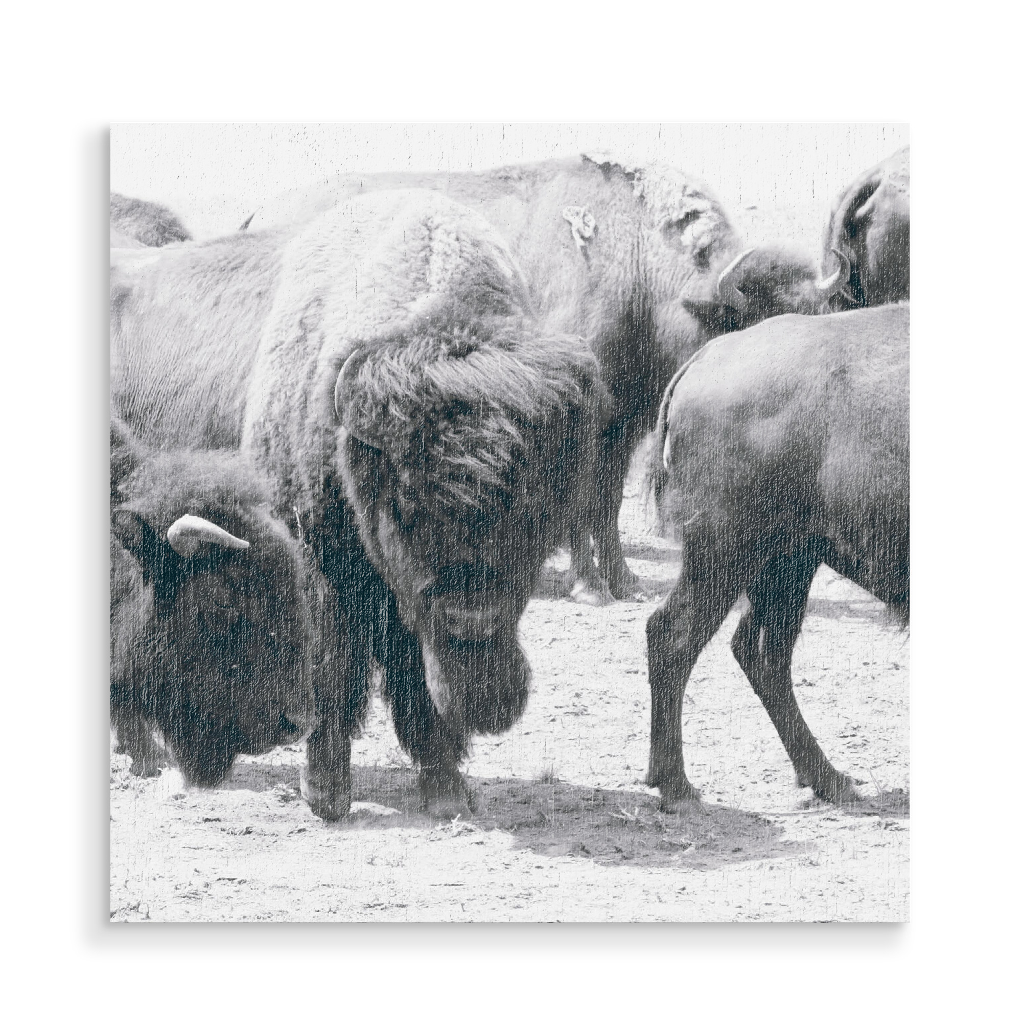 Holzbild "Bisons Black and White" artboxONE - Natur,Tiere