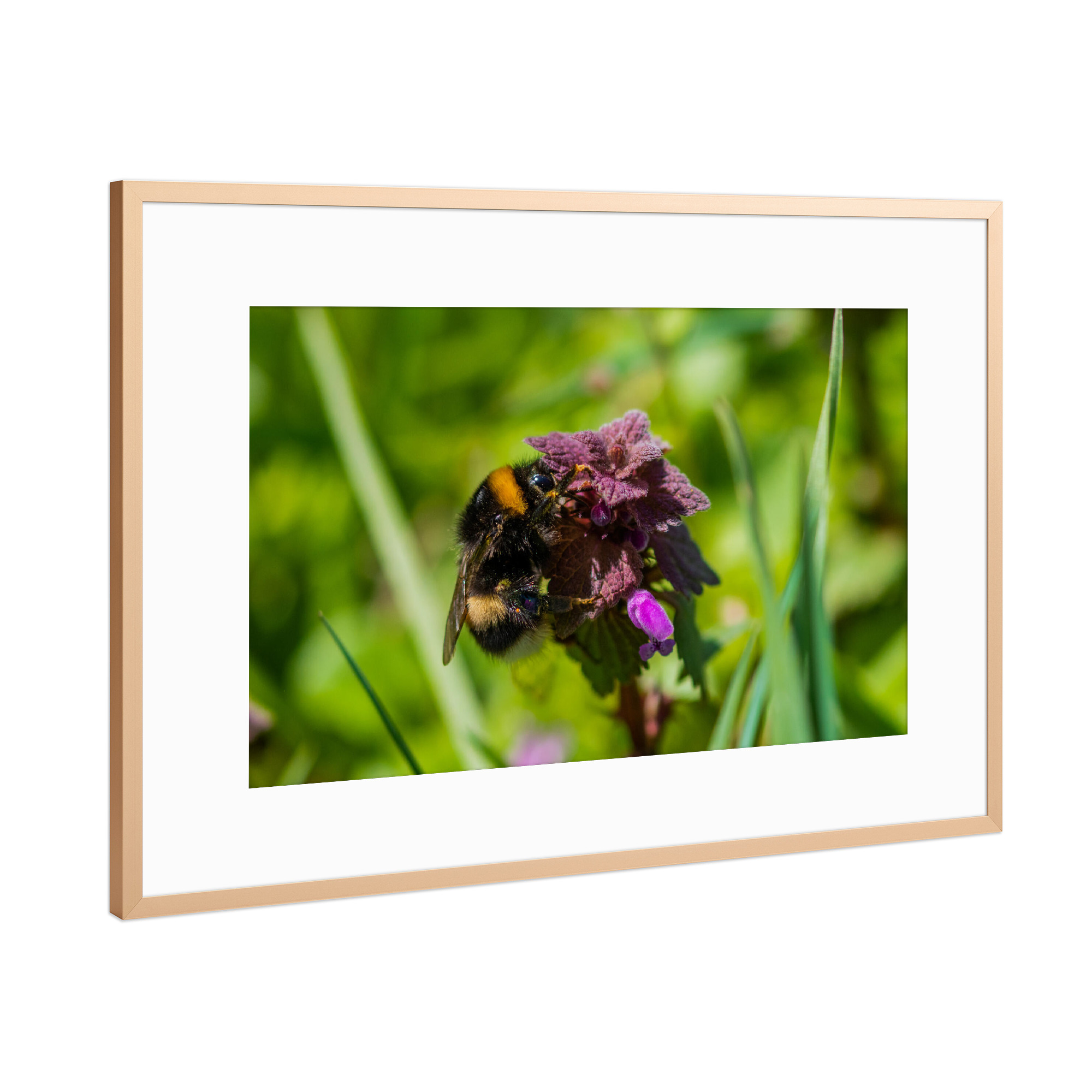 Poster mit Rahmen Kupfer "Hummel auf Taubnessel" artboxONE - Natur,Floral,Tiere