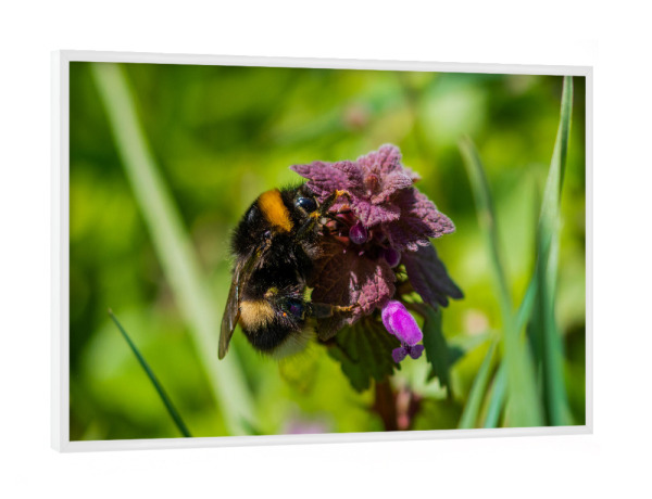 Poster mit weißem Rahmen "Hummel auf Taubnessel" artboxONE - Natur,Floral,Tiere