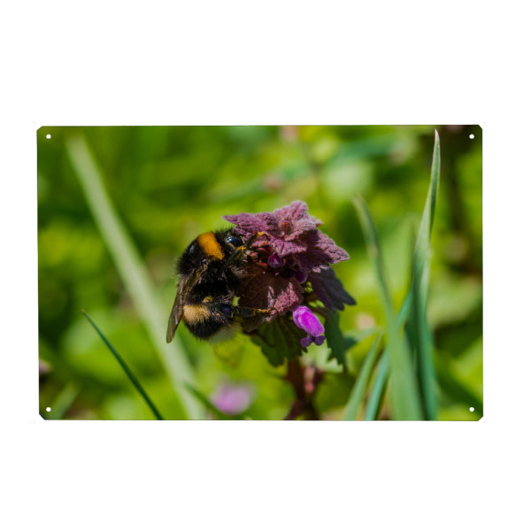 Holzbild "Hummel auf Taubnessel" artboxONE - Natur,Floral,Tiere - Bee,Bumblebee,Hummel,Blühte,Wiese,Gras,Frühling,Pflanze,Plant,Floral,Flowers