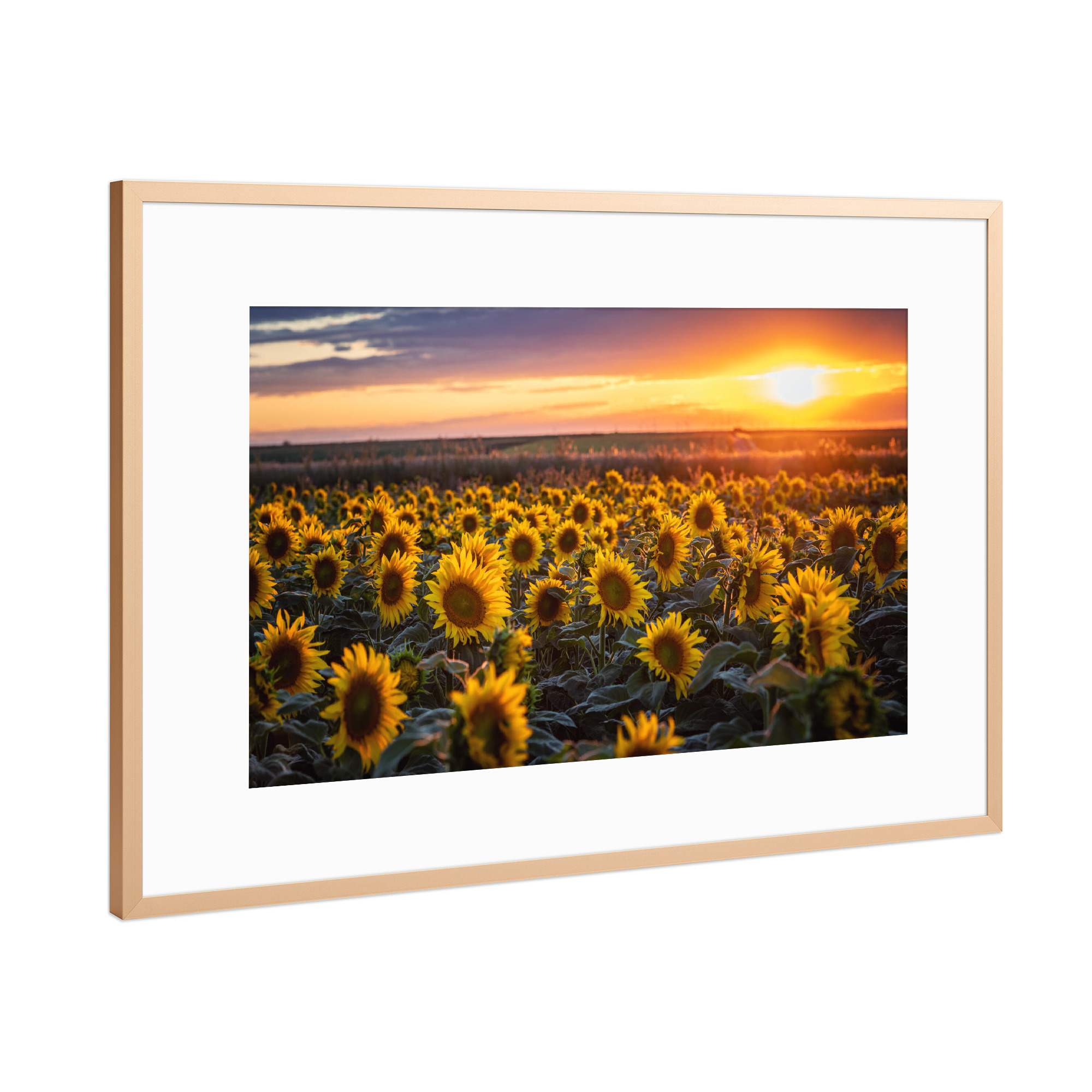 Poster mit Rahmen Kupfer "Sommer Sonnenblumen" artboxONE - Natur,Floral
