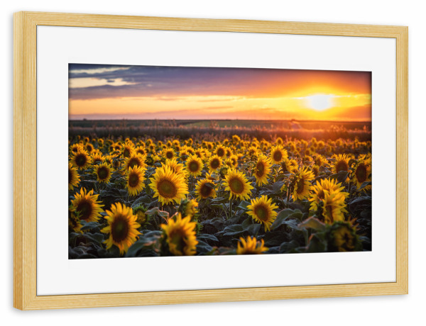 Poster mit Rahmen kiefer "Sommer Sonnenblumen" artboxONE - Natur,Floral