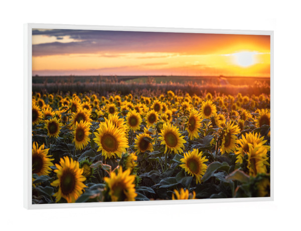 Poster mit weißem Rahmen "Sommer Sonnenblumen" artboxONE - Natur,Floral