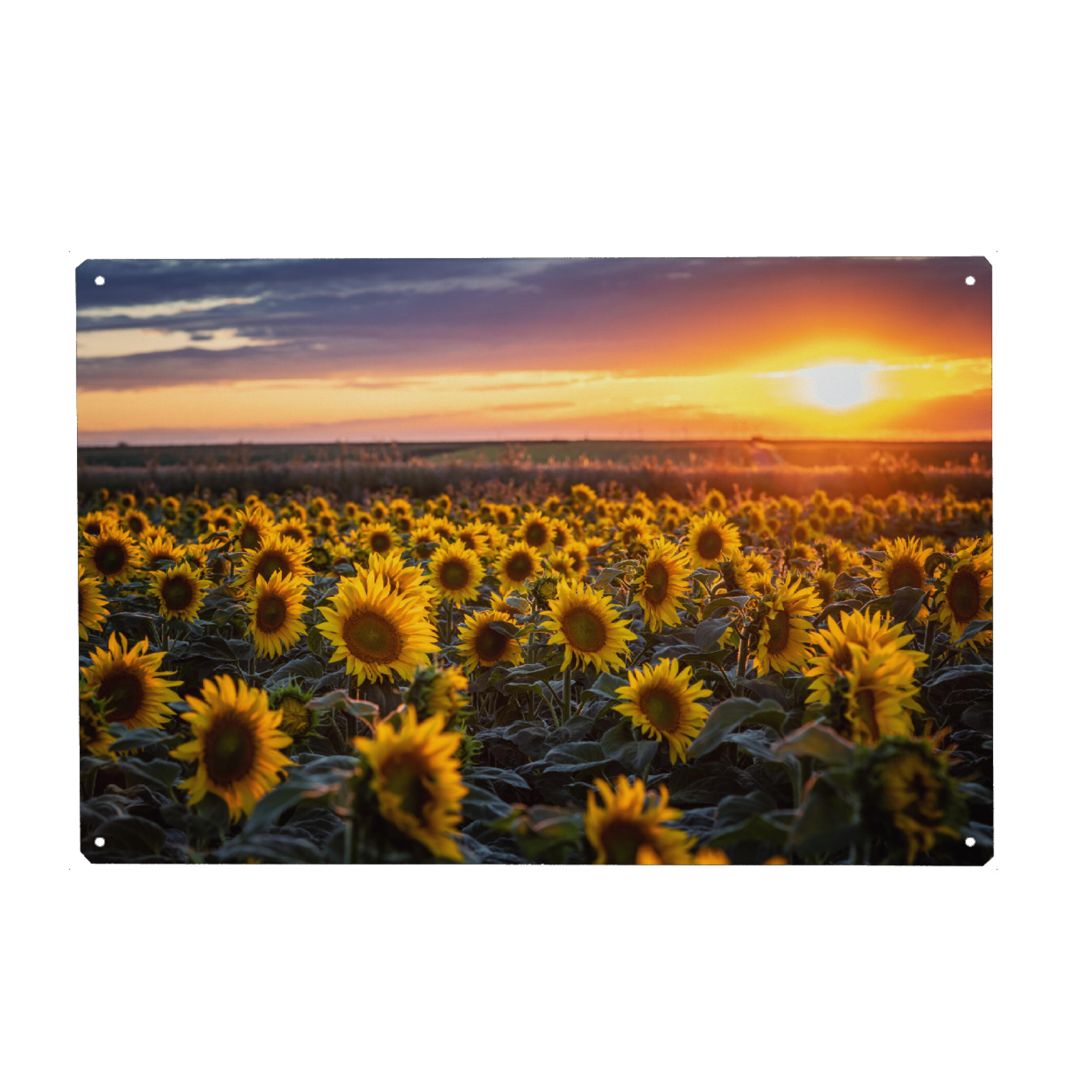 Holzbild "Sommer Sonnenblumen" artboxONE - Natur,Floral