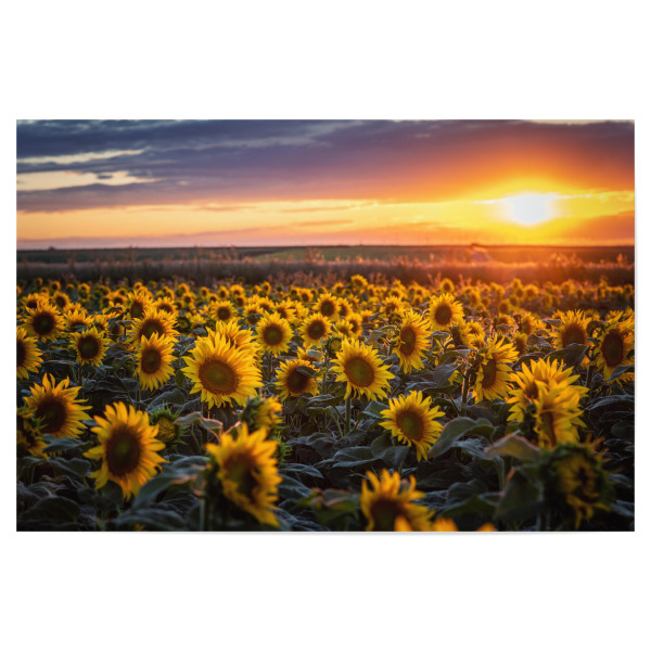 Poster 30x20 cm "Sommer Sonnenblumen" artboxONE - Natur,Floral