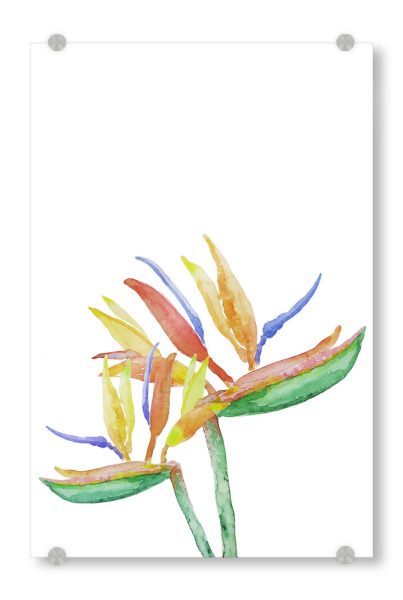 Acrylglasbild "Strelitzia Blossoms" artboxONE - Natur,Floral