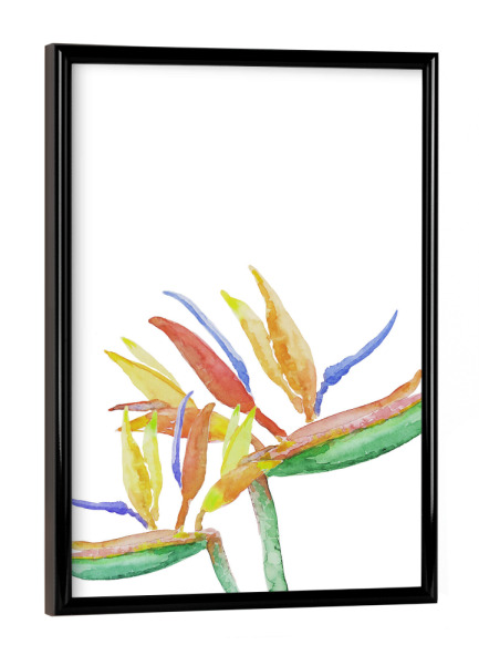 Poster mit schwarzem Rahmen "Strelitzia Blossoms" artboxONE - Natur,Floral