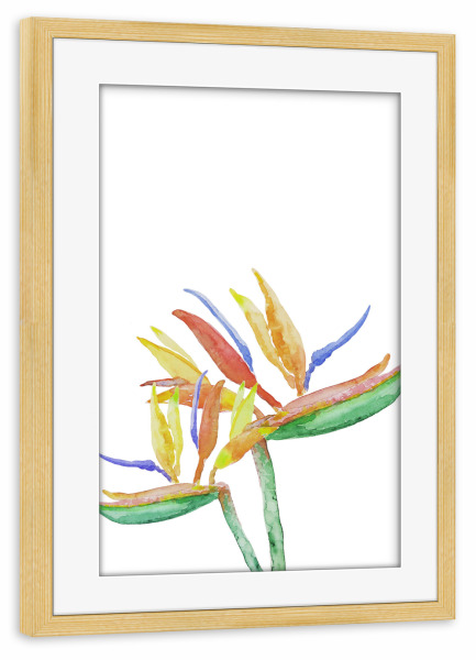 Poster mit Rahmen kiefer "Strelitzia Blossoms" artboxONE - Natur,Floral