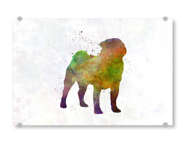 Acrylglasbild "Pug in watercolor" artboxONE - Tiere,Abstrakt - Dog,Pet,Animal,Mammal,Watercolor,Dog poster,Illustration,Abstract,Hund,Bunt,Colorful