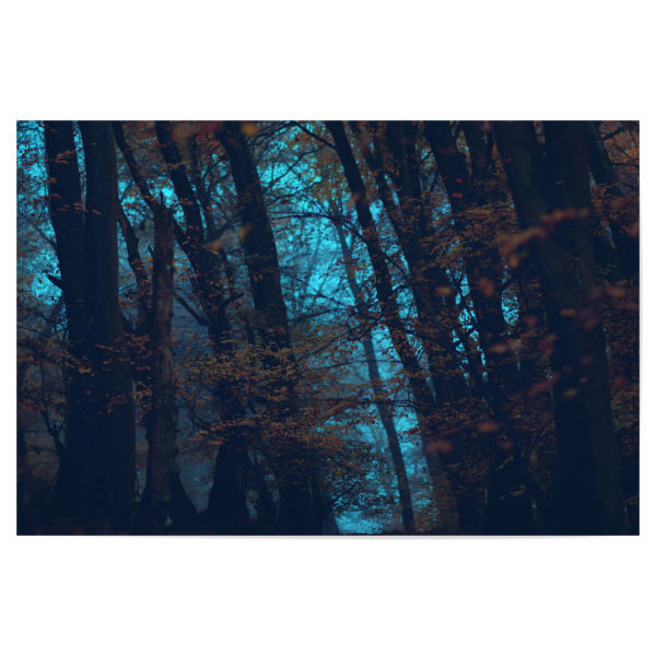 Poster "Hexenwald" artboxONE - Natur