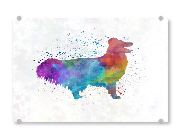 Acrylglasbild "Shetlando Seepdog in watercolor" artboxONE - Tiere,Abstrakt - Dog,Dogs,Pet,Animal,Mammal,Watercolor,Dog poster,Illustration,Abstract