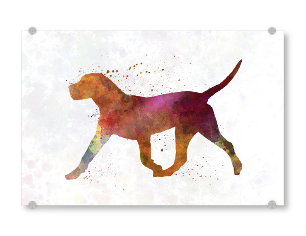 Acrylglasbild "Dogo Canario in watercolor" artboxONE - Tiere,Abstrakt