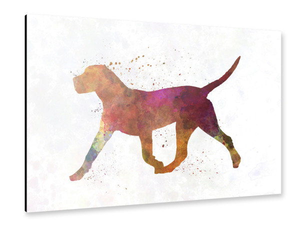 Alu-Dibond "Dogo Canario in watercolor" 30x20 cm artboxONE