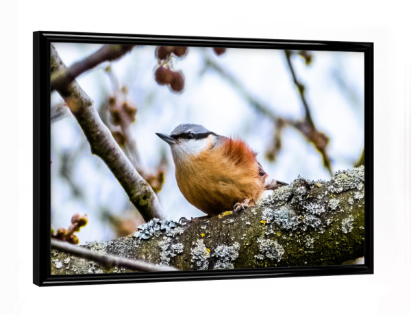 Poster mit schwarzem Rahmen "Kleiber" artboxONE - Natur,Tiere,Arcadia - Kleiber,Nuthatch,Baum,Tree,Ast,Zweig,Tier,Animal,Vogel,Bird,Natur,Nature