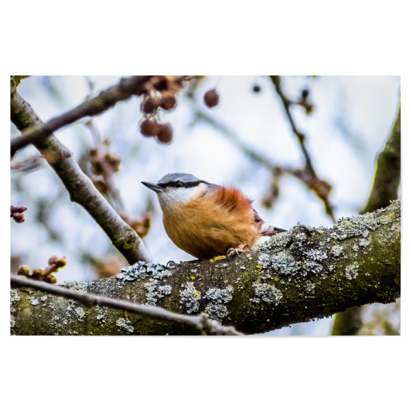 Poster 30x20 cm "Kleiber" artboxONE - Natur,Tiere,Arcadia - Kleiber,Nuthatch,Baum,Tree,Ast,Zweig,Tier,Animal,Vogel,Bird,Natur,Nature