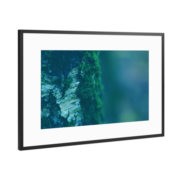 Poster mit Rahmen Schwarz (Metallic) "Bemooste Birke" artboxONE - Natur