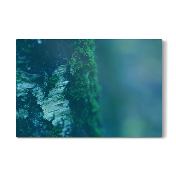 Galerie-Print "Bemooste Birke" 30x20 cm artboxONE