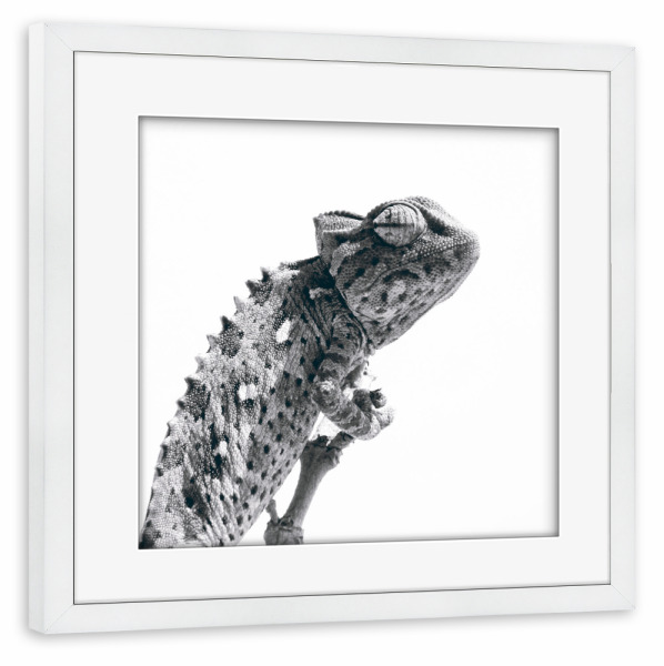 Poster mit Rahmen weiß "Chamäleon schwarzweiß" artboxONE - Tiere