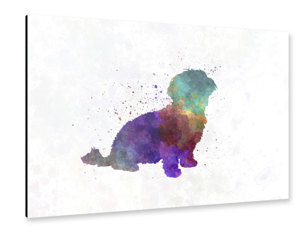 Alu-Dibond "Havanese dog" 30x20 cm artboxONE