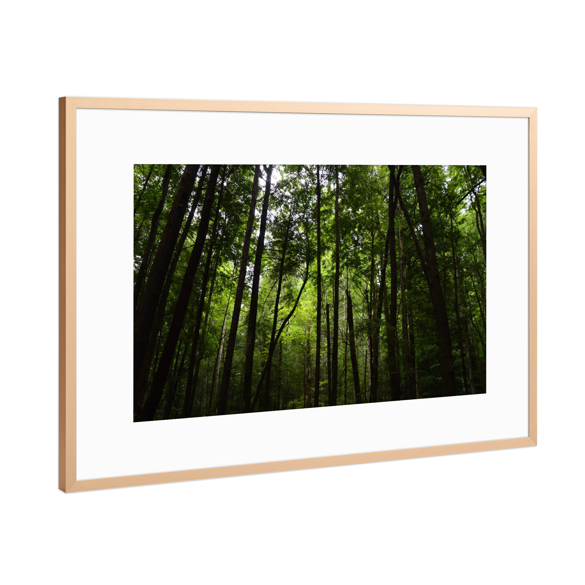 Poster mit Rahmen Kupfer "Zahlreiche Baumkronen" artboxONE - Natur