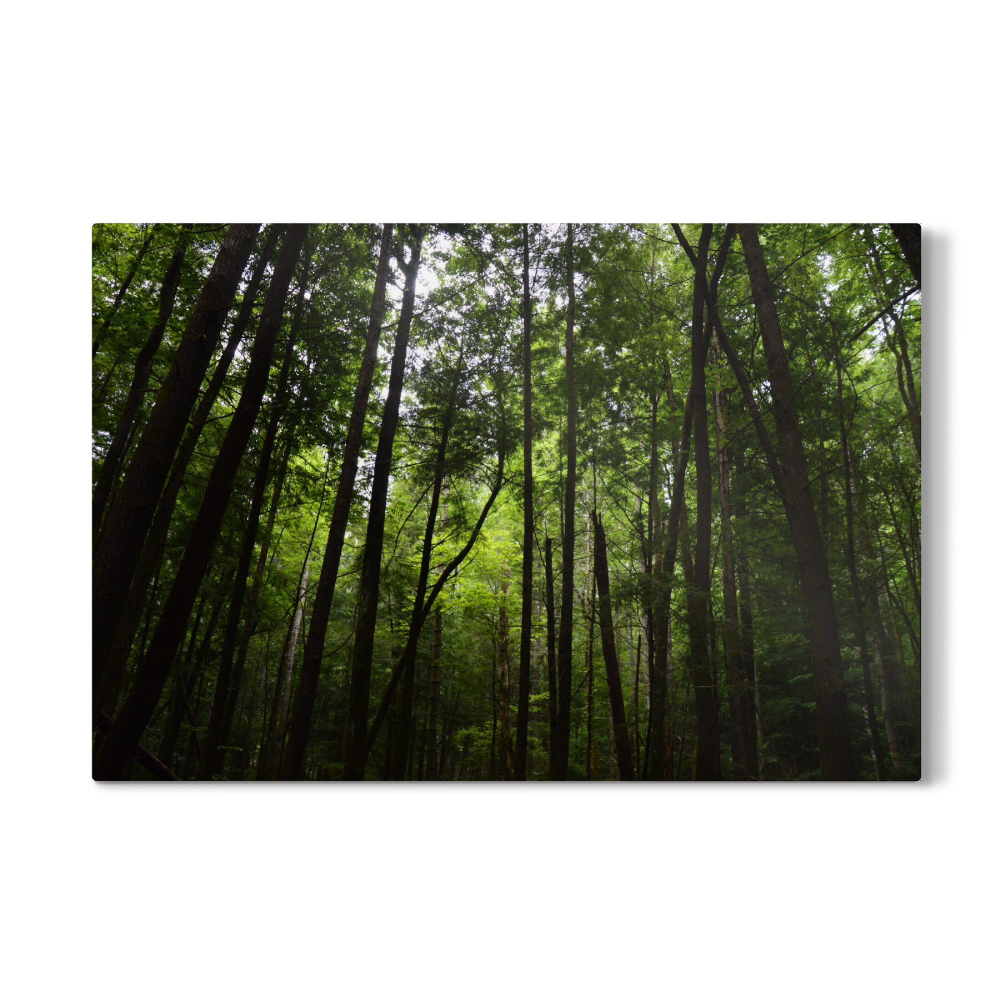 Galerie-Print "Zahlreiche Baumkronen" 75x50 cm artboxONE