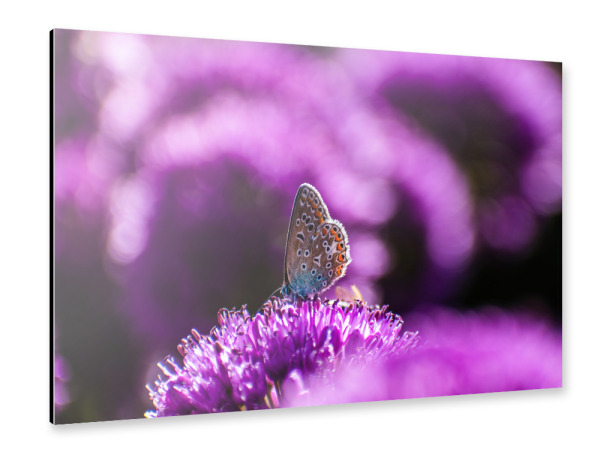 Alu-Dibond "Schmetterling mit violetten Blumen" 30x20 cm artboxONE