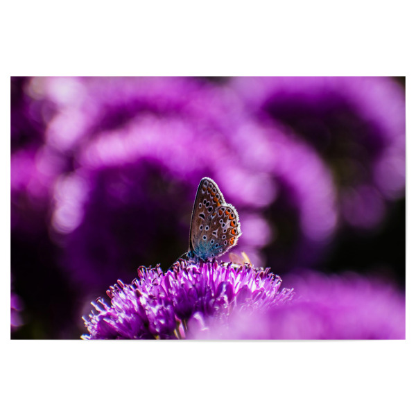 Poster 30x20 cm "Schmetterling mit violetten Blumen" artboxONE - Natur,Tiere,Ultraviolet