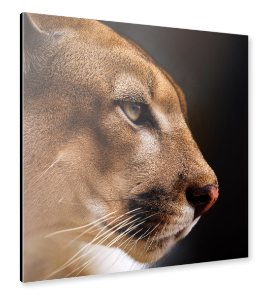 Alu-Dibond "Der Puma" 30x30 cm artboxONE